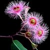 euca.lyptus_rose