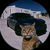 gato_craft31