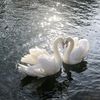 fuad.zun