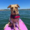 poppyflowerpup