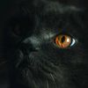 alfi_6924