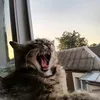 lbicbiu_globyc