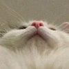 kitty.lll