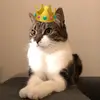 fostercatsofbelgium