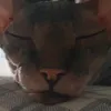 qaddammm