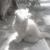 bexinhyeu_06