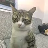 tam00100