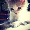 bleyiece