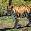 Yerevan_zoo_official