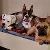 boxer_french_bulldog