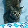 grumpy_rai