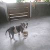 la_cosinade_azucena