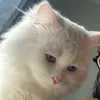 conchoancomcute