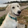 misty_may_thedoggo