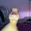 twetty_berds