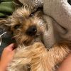 lizzysdeadpets