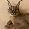 zzed_104