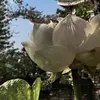 chiecquatdotrongduong