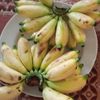 anisbustami
