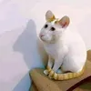 sanenitty