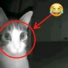 moccachino.17