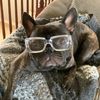 rickythefrenchie