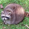 pitofendlesstrashpandas