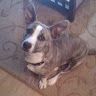 swarlly