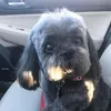 carriedennisbreed