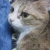 sonty.meowbaka