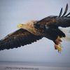 eagleway4
