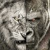 liongorils707