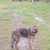 nikoschristoszakapas