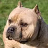 americainbully276
