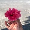 hassanalharithi1