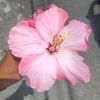 its.sahory18