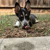 pups_n_babes