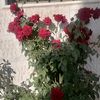 abdalmonem81