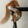 thecattommy0