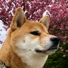 shibainu.saku