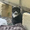 yehyehwohwoahwo