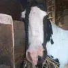 equestriansrcoool