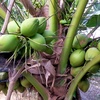 kelapa_muda65