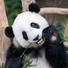 pandalover_1611