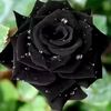 wwwblackrose786