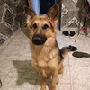 lionel_1631