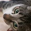 michiweaver3