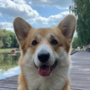 corgilavi