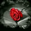 abbas.abbas6089