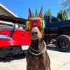 maverick.the.doberman